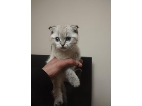 2 Aylık Kedimiz Sütten Kesildi