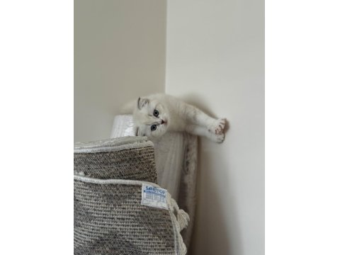 Scottish Fold Boncuğumuza Yuva Arıyoruz