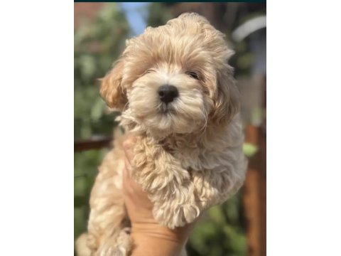 Oyun Arkadaşı Maltipoo Köpeklerimiz