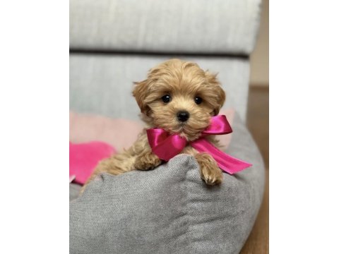 Büyümeyen Maltipoo Bebekler
