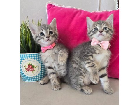 Ücretsiz İkiz Dişi Kedimiz