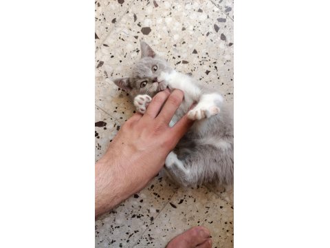 70 Günlük 2 Erkek Kardeş Kedimiz Uyguna