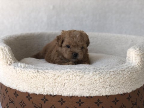 Maltipoo A Kalite Yavrular