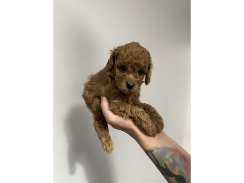 Safkan Toy Poodle Yavrularımız