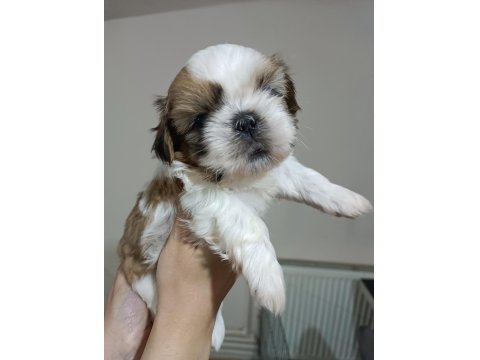Irk Garantili Sevimli Shih Tzu Yavrular