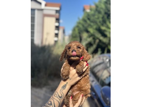 Toy Poodle Yavrularımız Yuvalarını Arıyor