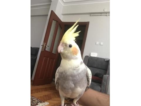 6 Aylık Erkek Sultan Papağanı