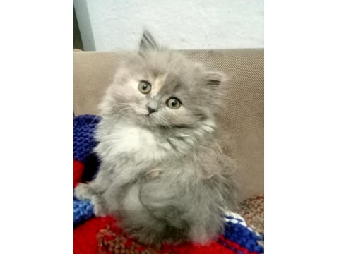 British Yavru Kediler