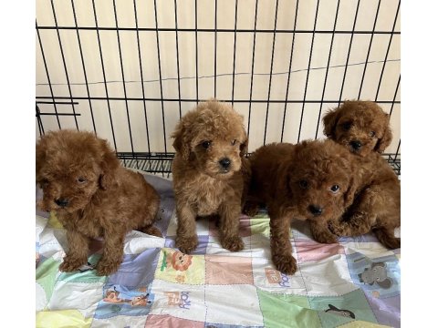 Toy Poodle Bebekleri