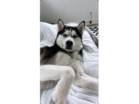 Mavi Boncuk Husky Kimdeyse Benim Gönlüm Ondadır