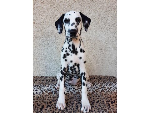 Irk Garantili Dalmaçyalı Yavruları