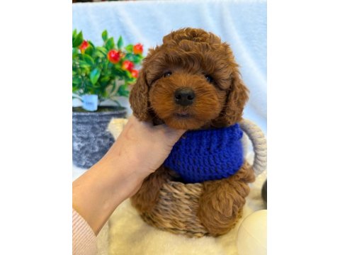 Red Brown Toy Poodle Yavrular