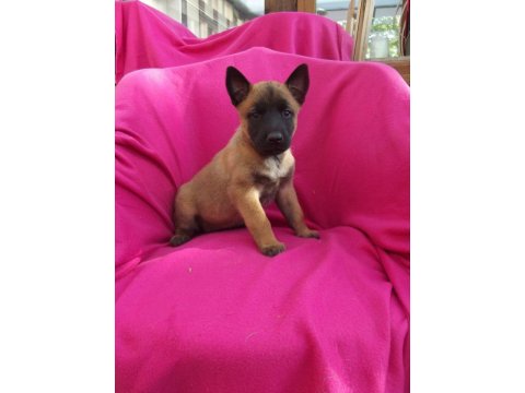 Belçika Malinois Yavruları