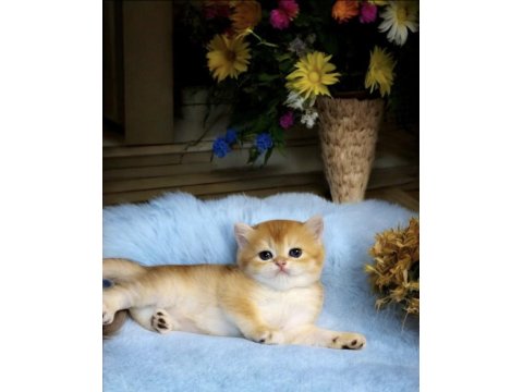 Show Kalite British Shorthair Golden Bebekler