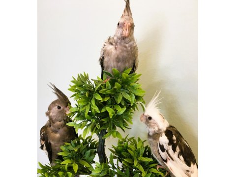 35 Günlük Yavru Bebek Sultan Papağanları A Kalite Wf