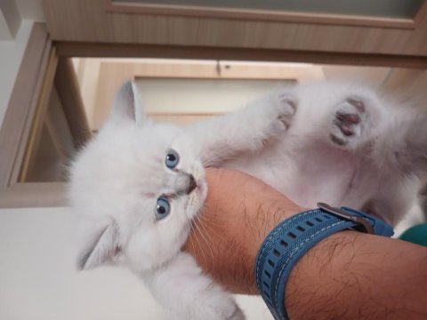 Orjinal British Yavrularımız