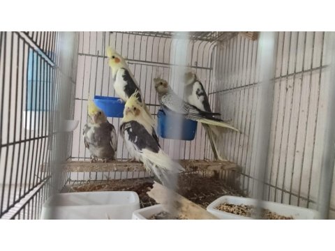 Yeme Düşmüş Yavru Sultan Papağanları
