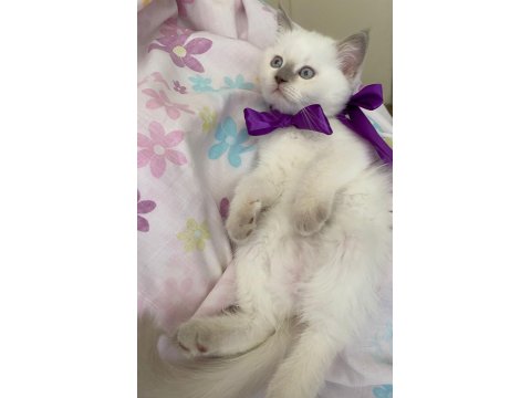 Oyuncu Ve Kaliteli British Shorthair Yavrular