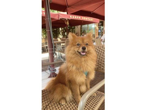 Tilki Suratlı Pomeranian