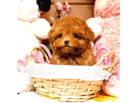 Toy Poodle Yavrularım (Ücretsiz Değildir)