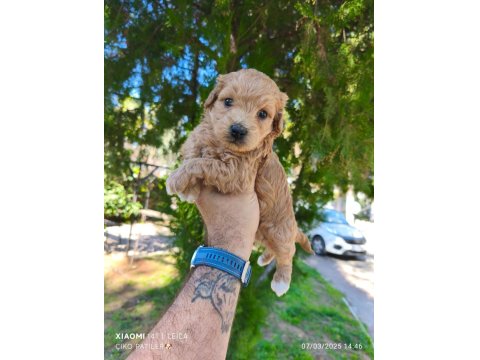 Sevimli Maltipoo Yavrularımız İçin Ulaşın