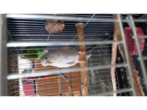 Genç Dişi Muhabbet Kuşu