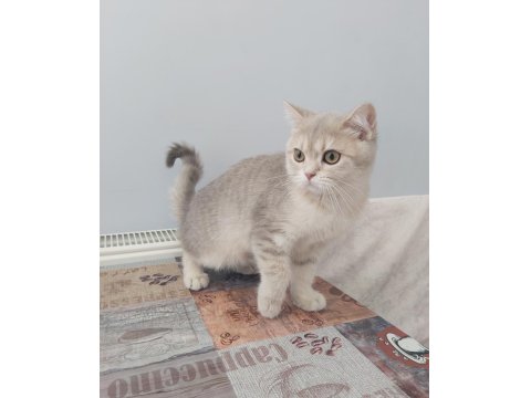 Teslime Hazır British Shorthair Yavrular