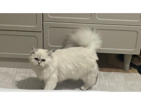 6 Aylık British Longhair Yavrumuz Sahiplendirilecektir