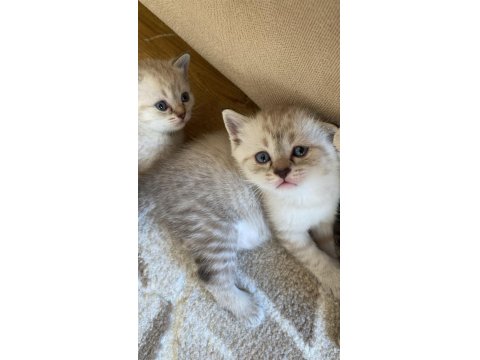 British Shorthair Yavrular Yeni Yuvayı Bekliyor!