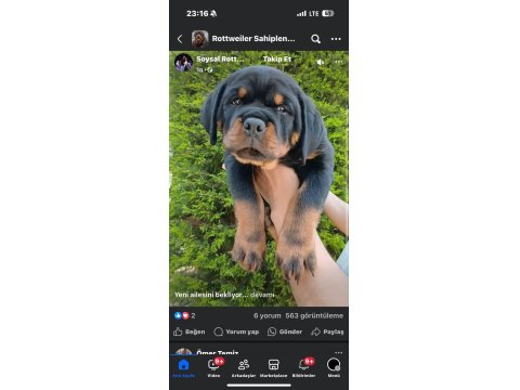 Şampiyon Rottweiler Köpeği Yavrularımız