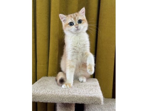 Safkan British Bebeklerim Yuvalarına Gitmeyi Bekliyor