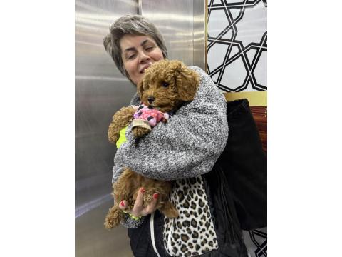 3 Aylık Toy Poodle