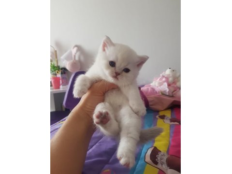 White British Shorthair