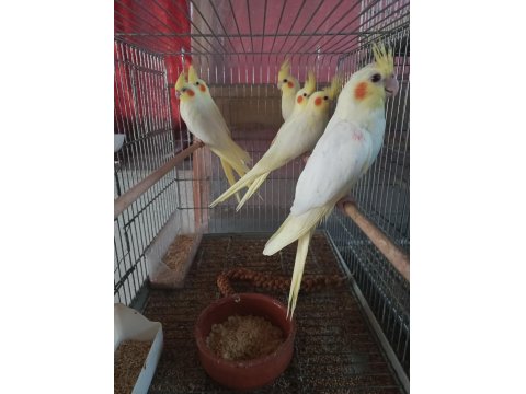 Balıkesir Yavru Ve Yetişkin Ev Üretimi Sultan Papağanı