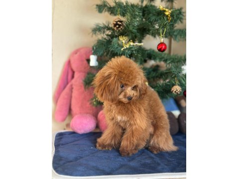 Mini Teddy Poodle
