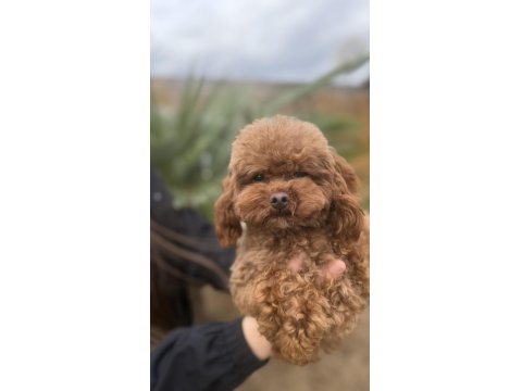 Özel T-Cup Dişi Poodle - Teddy Face 1,5 Kg
