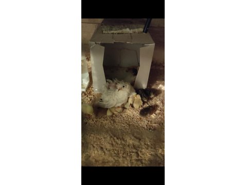 Minyatür Çin Bıldırcını Takım, Civciv, Yumurta