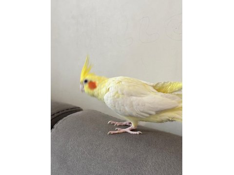 Dişi Sultan Papağanı Ve Kafesi