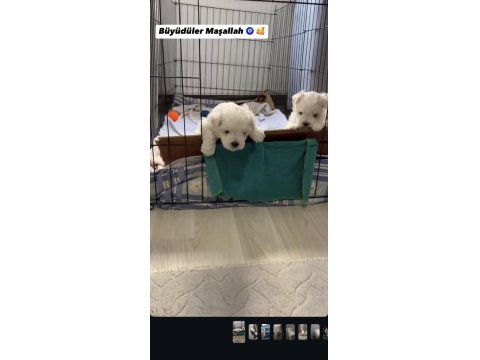 Maltese Terrier 0 Numara