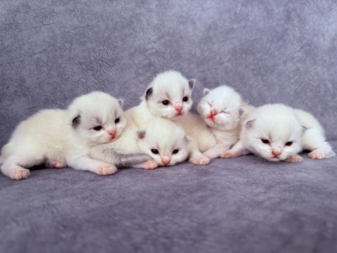 Ragdoll Safkan Anne Babadan A Kalite Yavrular