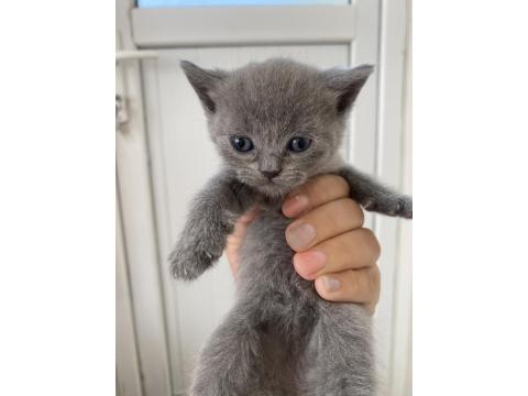 Yavru Lokum Gibi Kediler