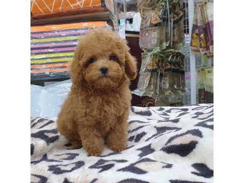 Toy Poodle Köpeği Yavruları