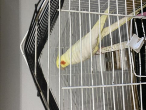 Ele Alışkın Lutino Sultan Papağanı