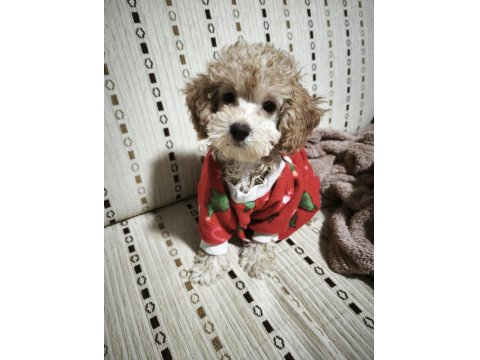Dişi Toy Poodle 6 Aylık