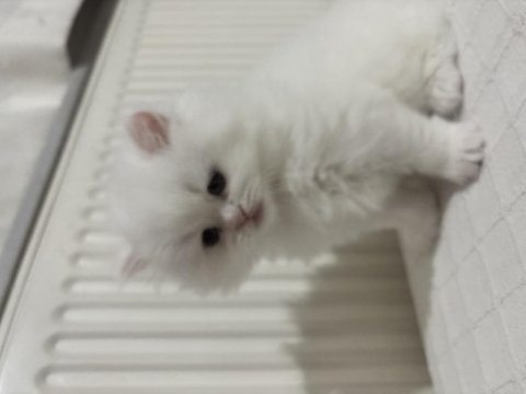 British Longhair Yavrusu