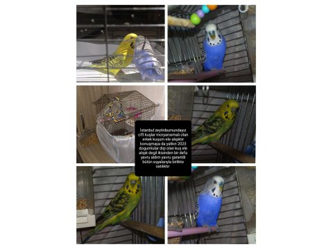 Satılık Muhabbet Kuşlar Sağlıkları Yerinde