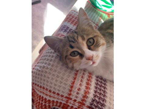 Yavru 3-4 Aylık Dişi Tekir Kedimiz