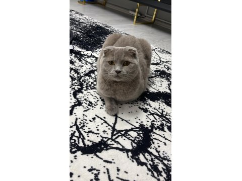 4 Yaşında Uysal Sevimli Scottish Fold