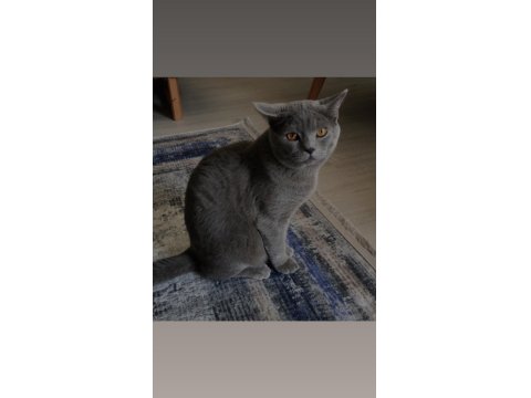 Kedimiz Duman’a Kalıcı Yuva Arıyoruz