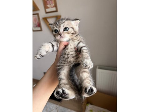 British Shorthair Yavru